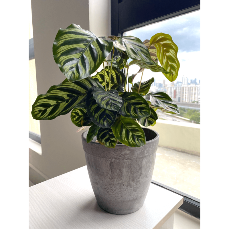 Artstone Dolce Pot Grey